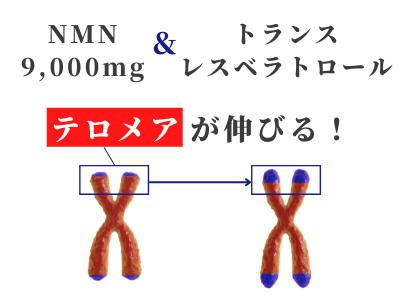 NMN レスベラトロール テロメア