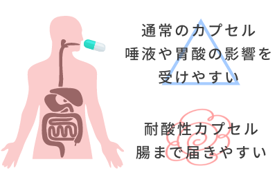 耐酸性カプセル 腸