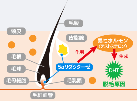 脱毛の仕組み