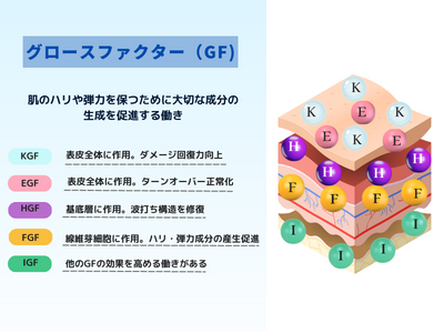 グロースファクター　GF　図解