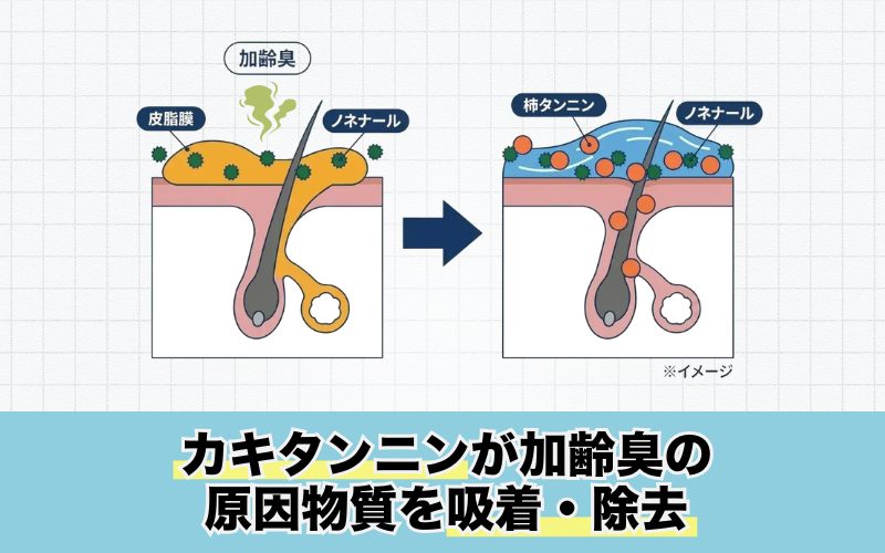 加齢臭の原因ノネナール