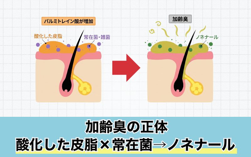 加齢臭のメカニズム