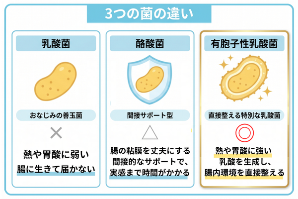乳酸菌・酪酸菌・有胞子性乳酸菌の違い