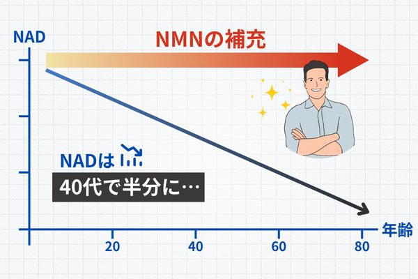 40代でNAD+は20代の約半分に減少