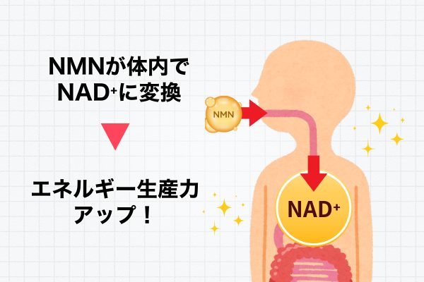 NMNは体内でNAD+に変わる前駆体